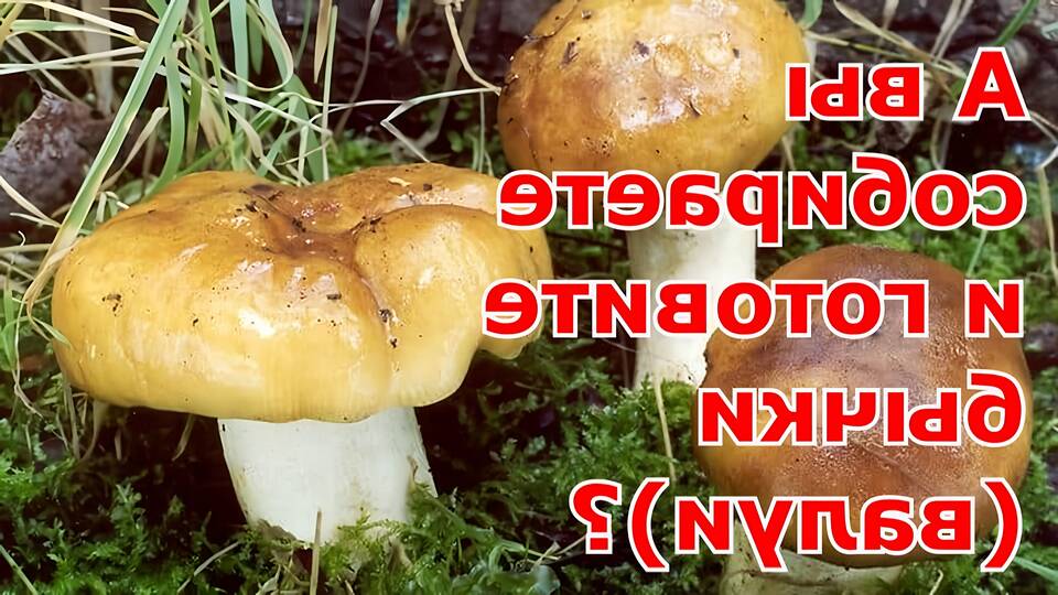 Гриб кубышка: фото, описание и способы приготовления